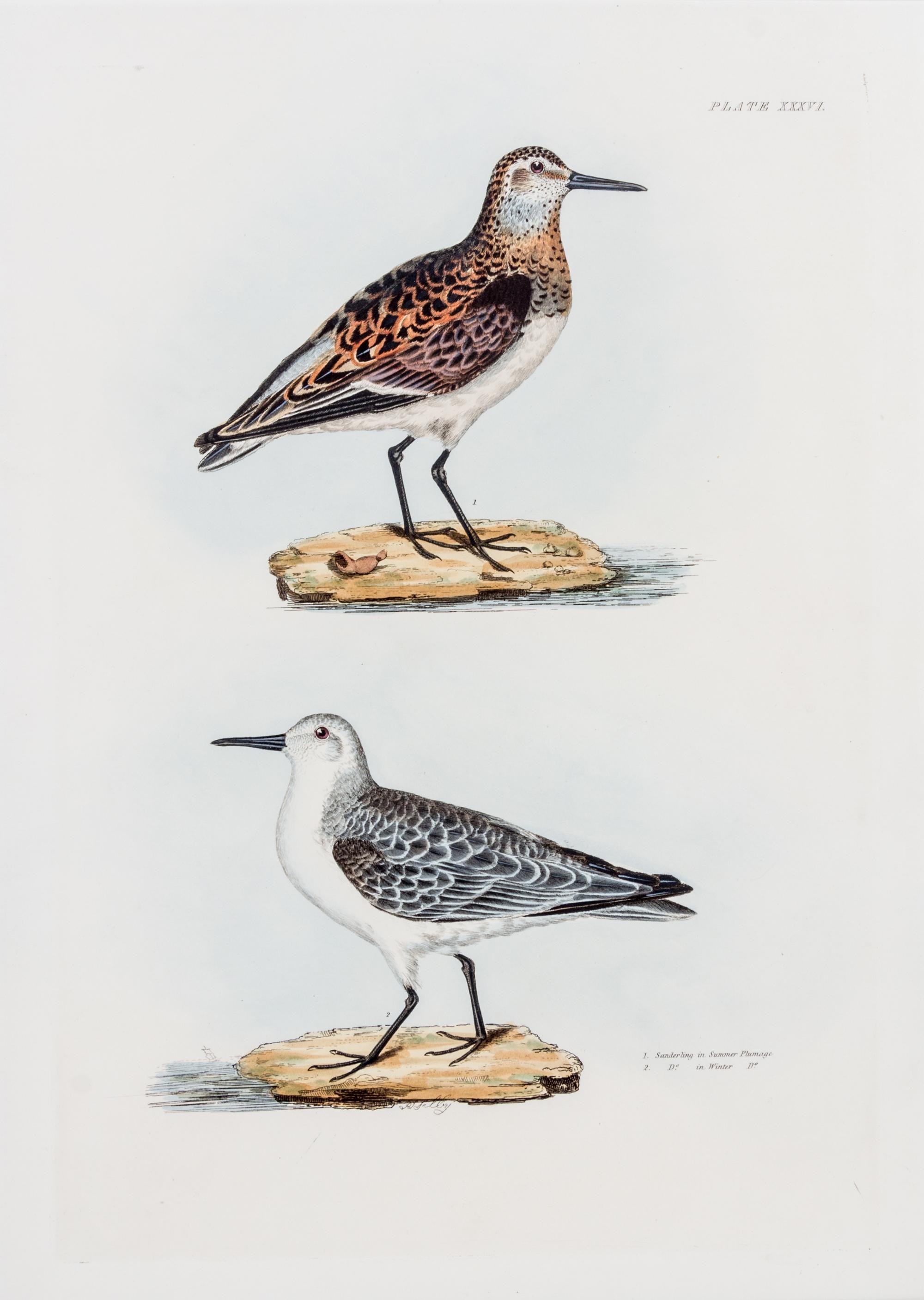 SELBY, PRIDEAUX JOHN. Group of two prints from The Illustrations of British Ornithology. London, 1841 (plate volumes).