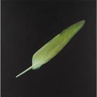 Feather