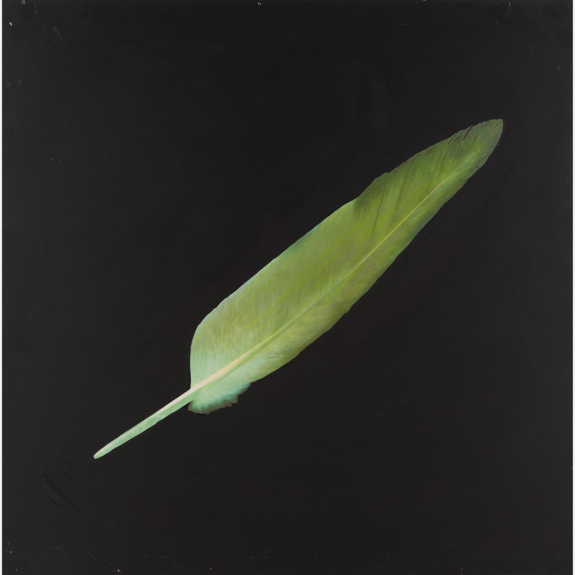 Feather