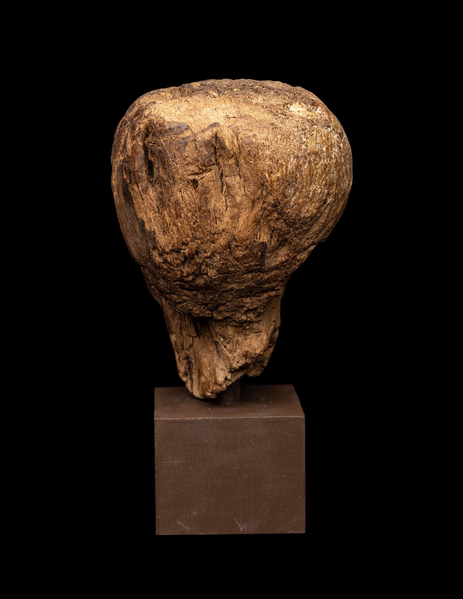 An Egyptian Wood Head of a Priest