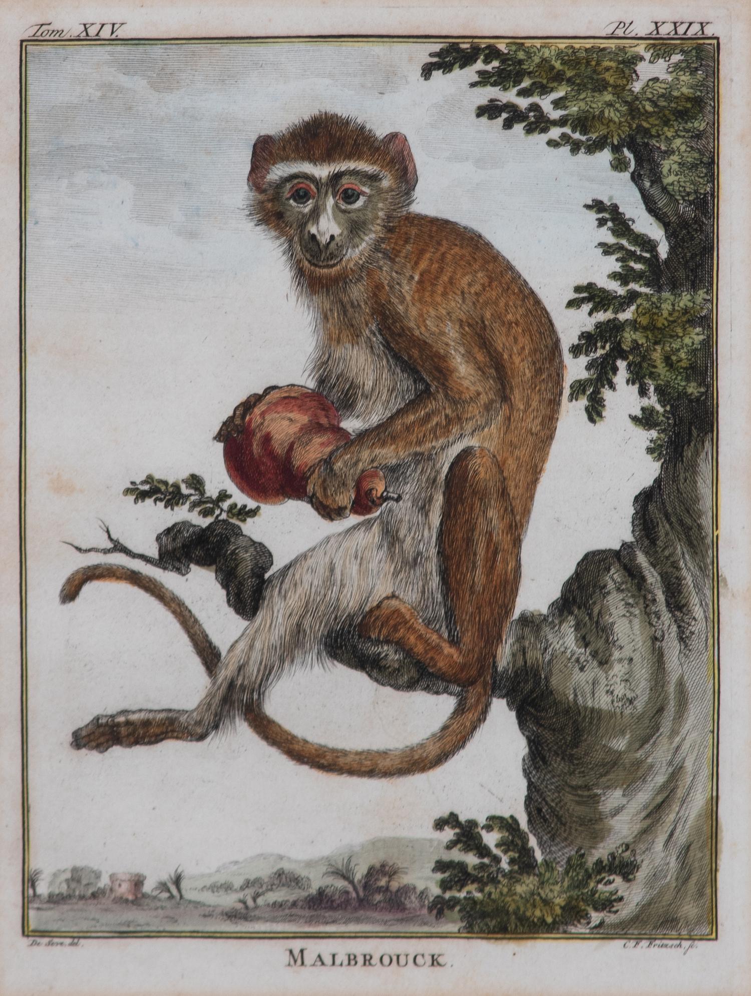 A Set of Five Hand-Colored Monkey Engravings