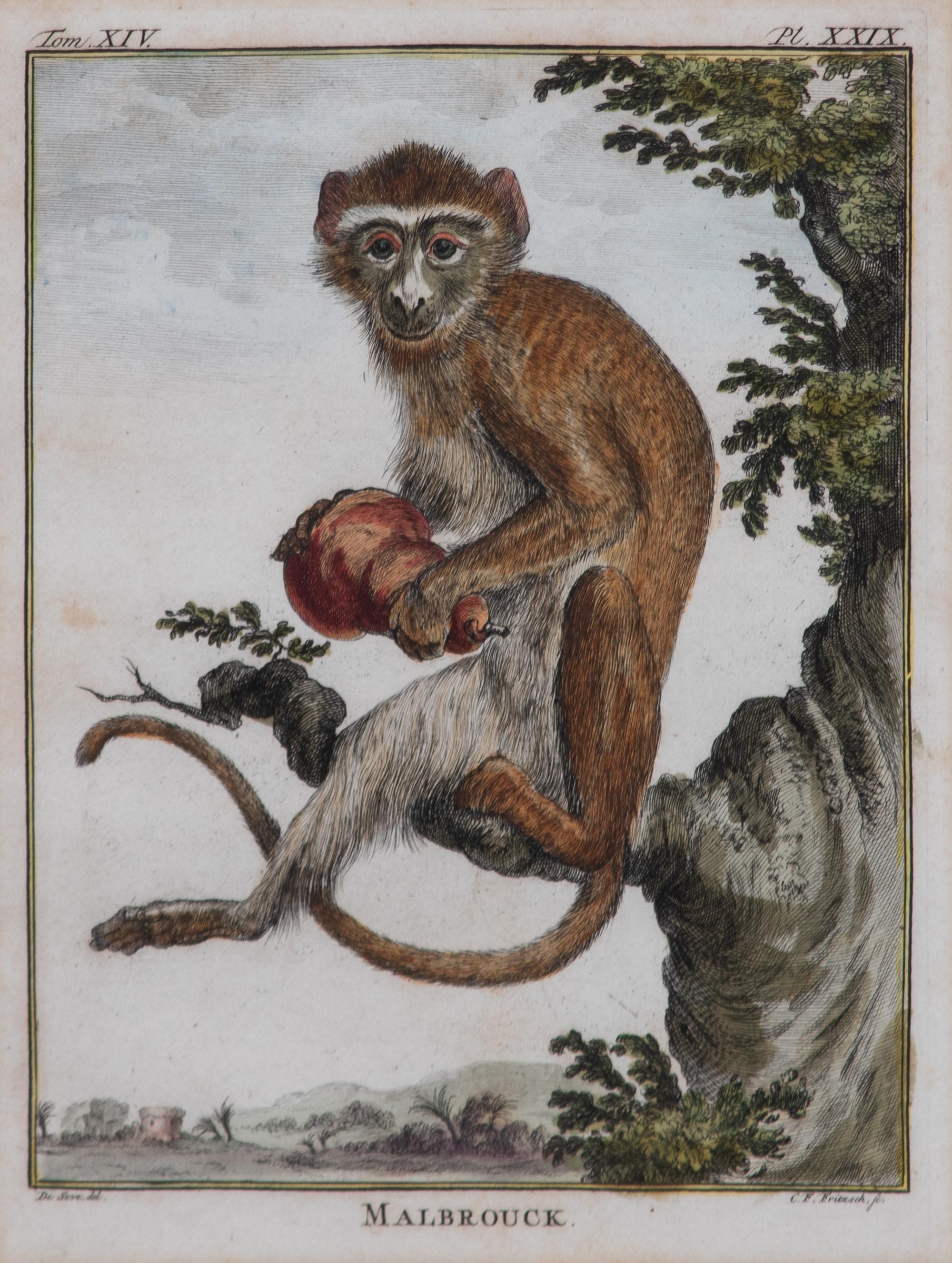A Set of Five Hand-Colored Monkey Engravings