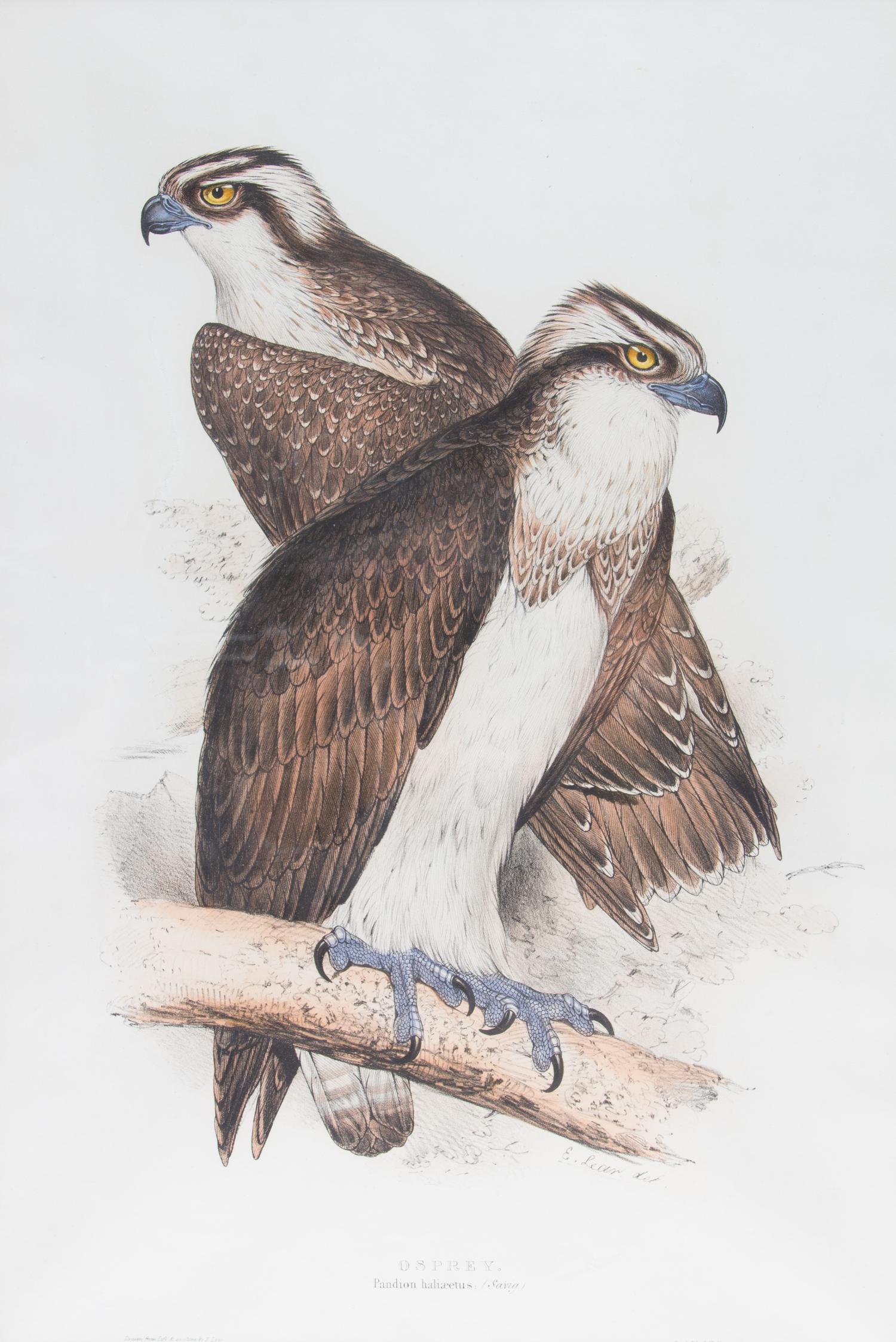 Edward Lear, (British, 1812-1888), Osprey, printed by C. Hullmandel