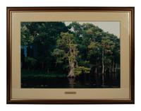 Cypress Trees, Great Blue Heron; White Pelicans, Everglades; and White Ibis in Cypress Tree