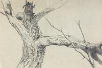 Study for Tree (For Winter #85) , 1963