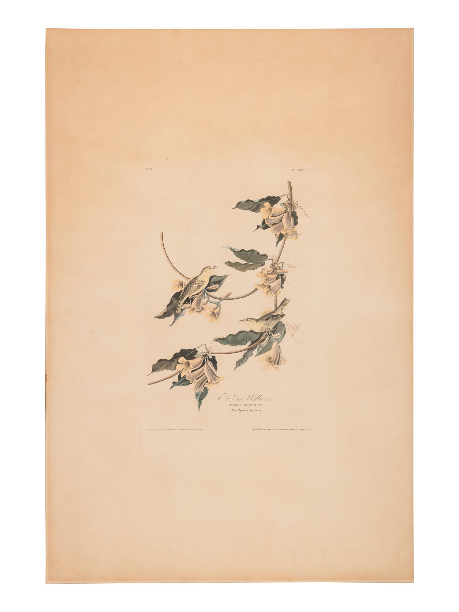 AUDUBON, John James (1785-1851)