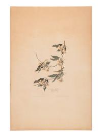 AUDUBON, John James (1785-1851)