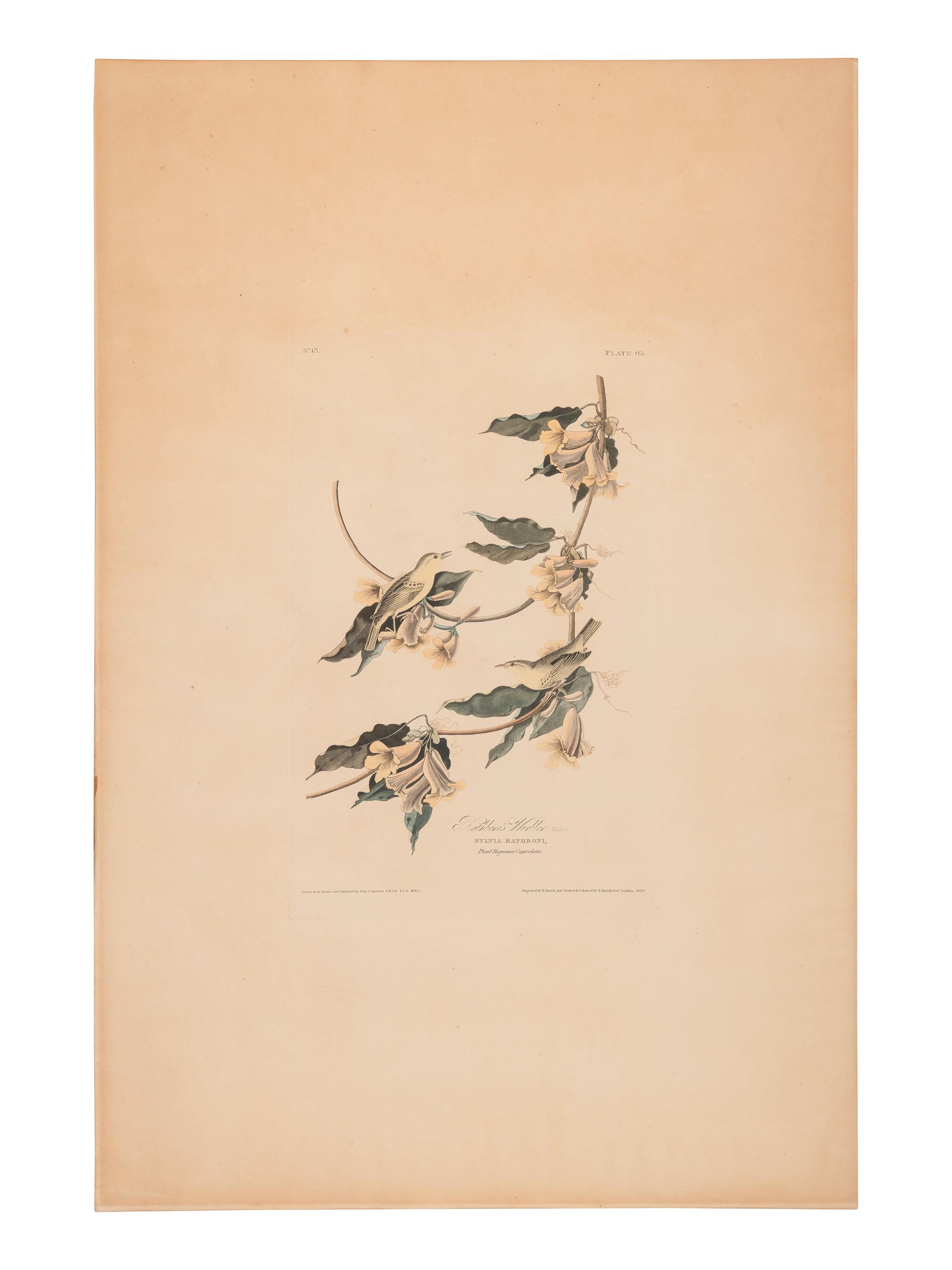AUDUBON, John James (1785-1851)