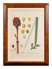 A Set of Eight Framed Botanical Chromolithographs — J Goffin Fils, Bruxelles