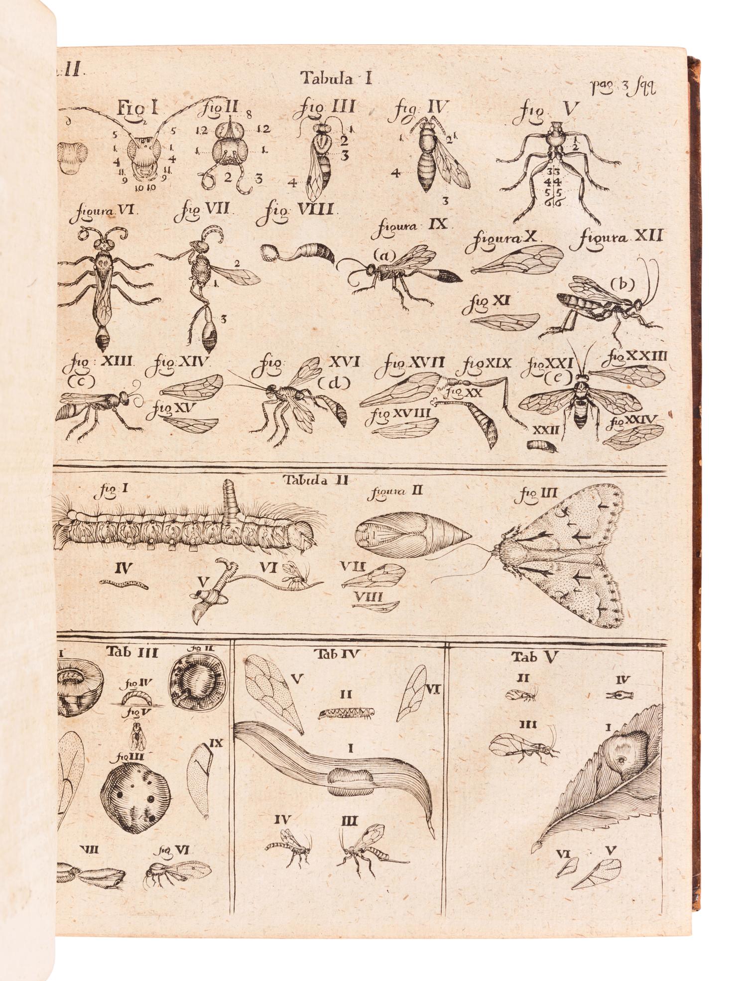 FRISCH, Johann Leonhard (1666-1743). Beschreibung von allerley Insecten in Teutsch-Land . Berlin: Christoph Gottleib, 1721-1738.