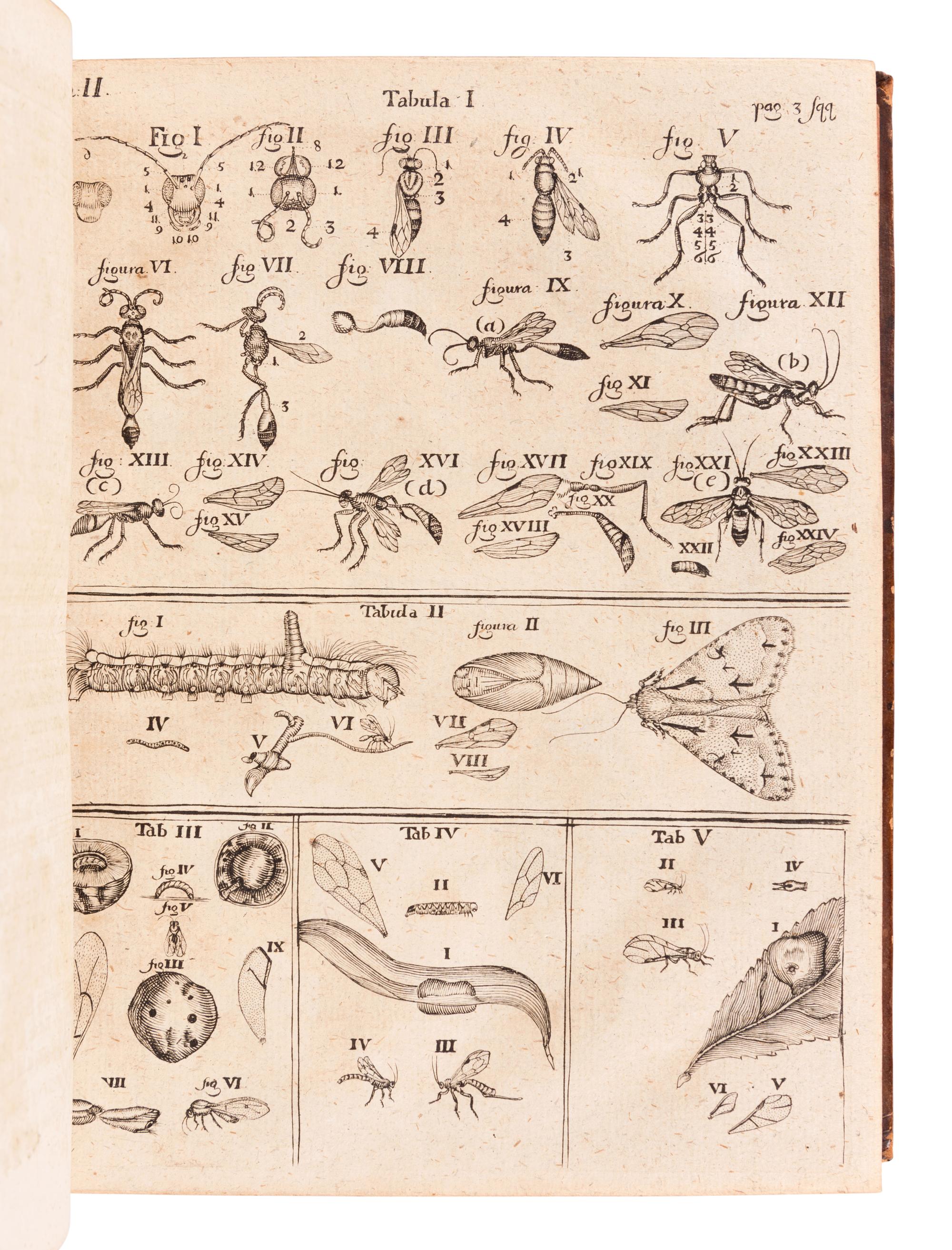 FRISCH, Johann Leonhard (1666-1743). Beschreibung von allerley Insecten in Teutsch-Land . Berlin: Christoph Gottleib, 1721-1738.