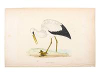 A Collection of Engravings from A History of British Birds , Rev. Francis Orpen Morris (Irish, 1810-1893)