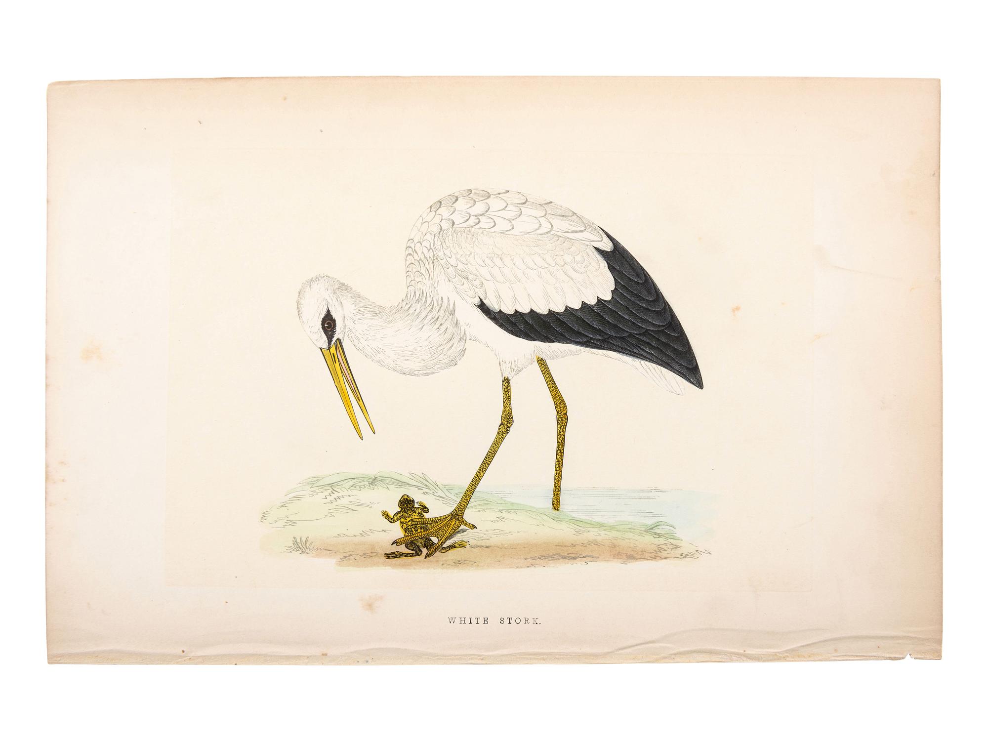 A Collection of Engravings from A History of British Birds , Rev. Francis Orpen Morris (Irish, 1810-1893)
