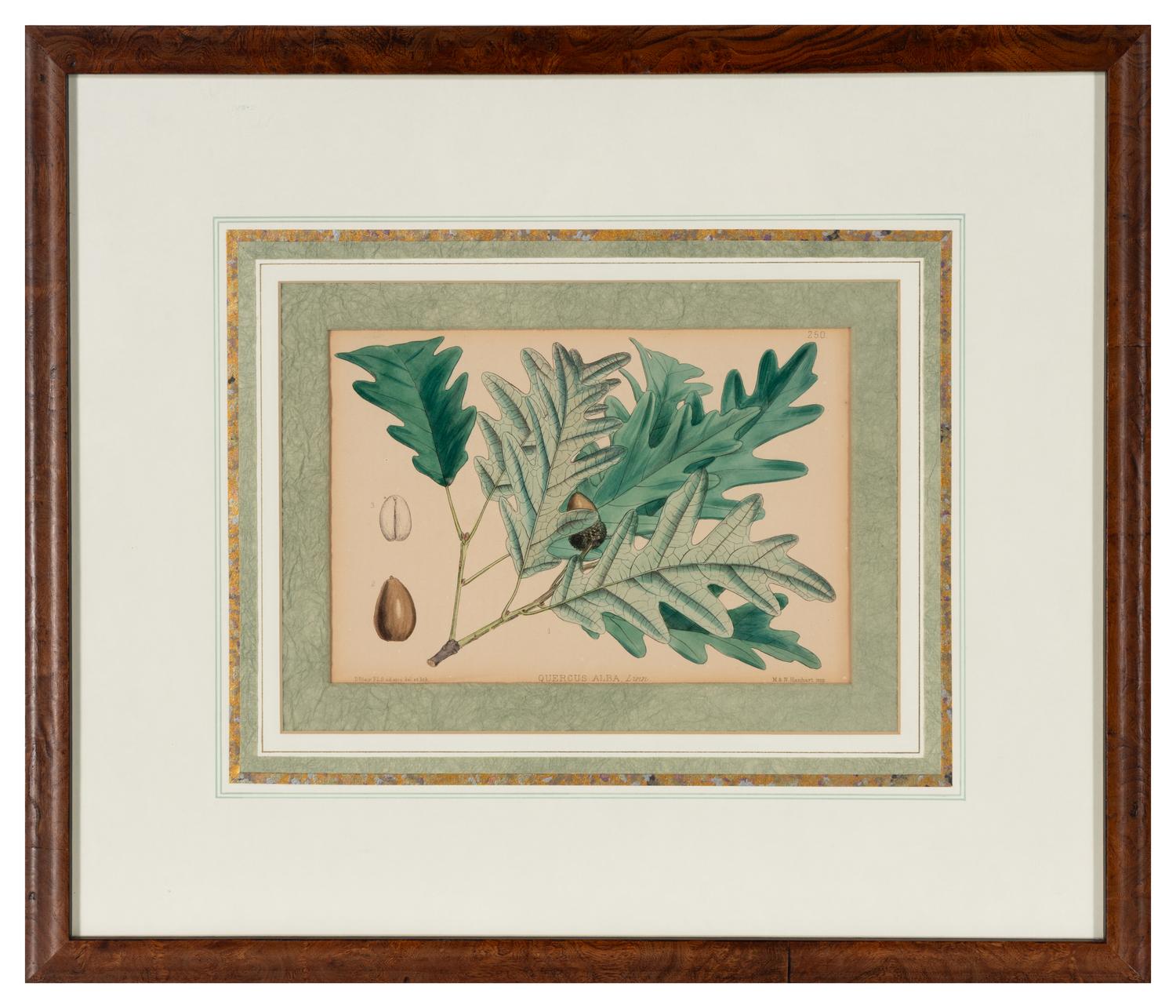 A Set of Eleven Illustrations from Medicinal Plants by Robert Bentley and Henry Trimen