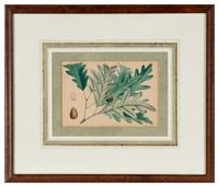 A Set of Eleven Illustrations from Medicinal Plants by Robert Bentley and Henry Trimen