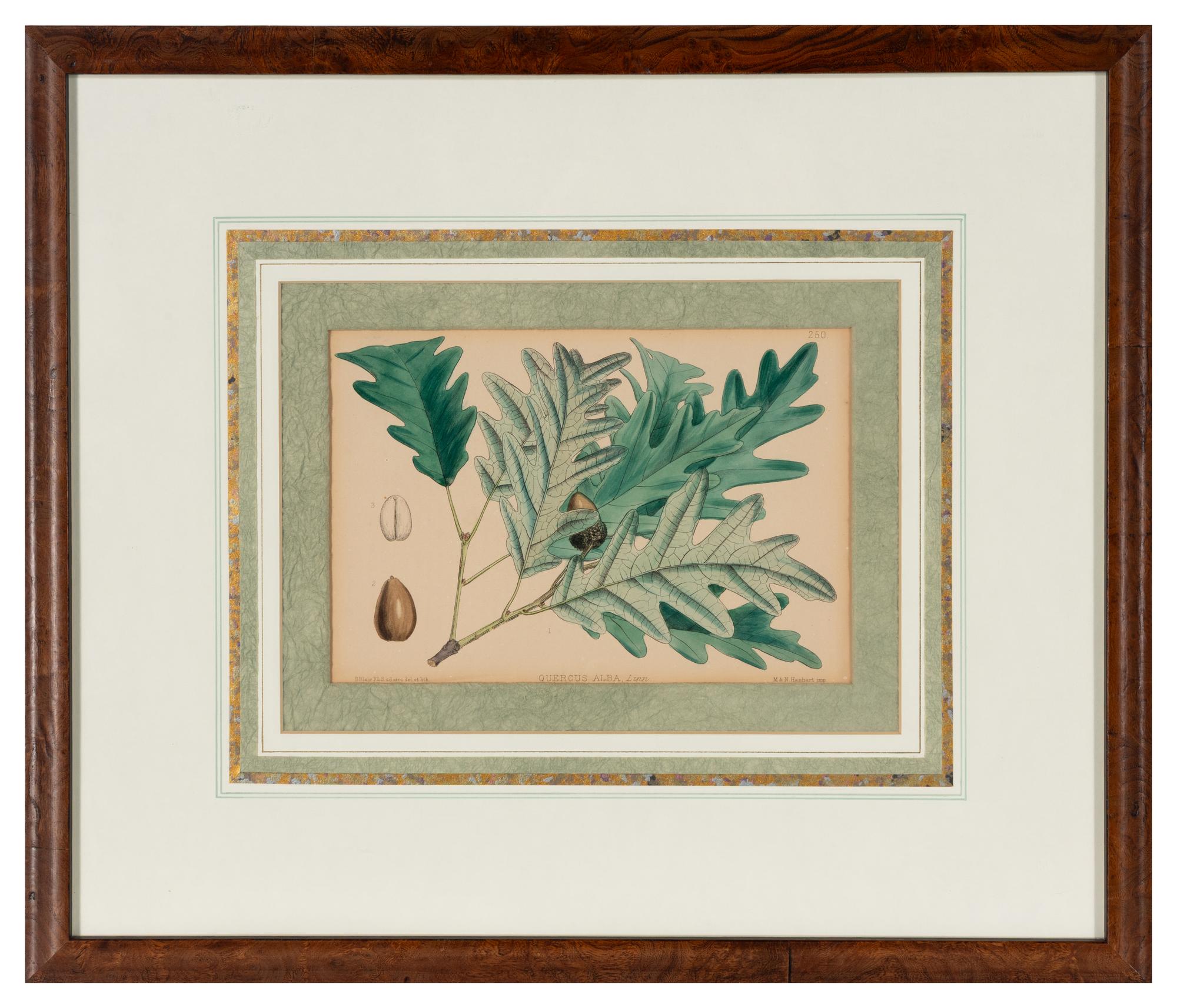 A Set of Eleven Illustrations from Medicinal Plants by Robert Bentley and Henry Trimen