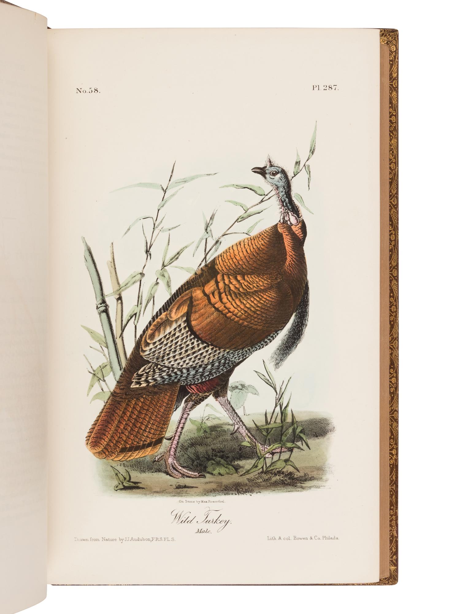 Audubon, John James. The Birds of America from Drawings Made in the United States and Their Territories .