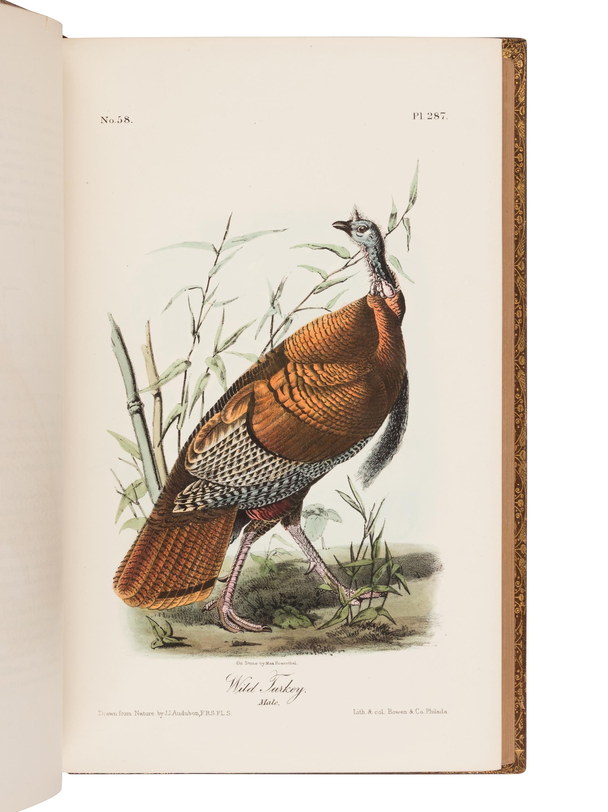 Audubon, John James. The Birds of America from Drawings Made in the United States and Their Territories .