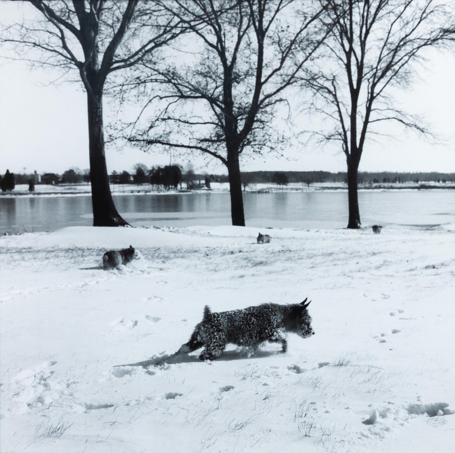 Four Photographs of Norwich Terriers Largest: 19 1/2 x 23 1/2 inches. — Constance Larrabee