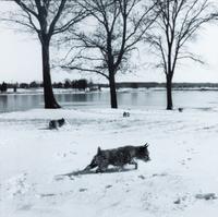 Four Photographs of Norwich Terriers Largest: 19 1/2 x 23 1/2 inches. — Constance Larrabee