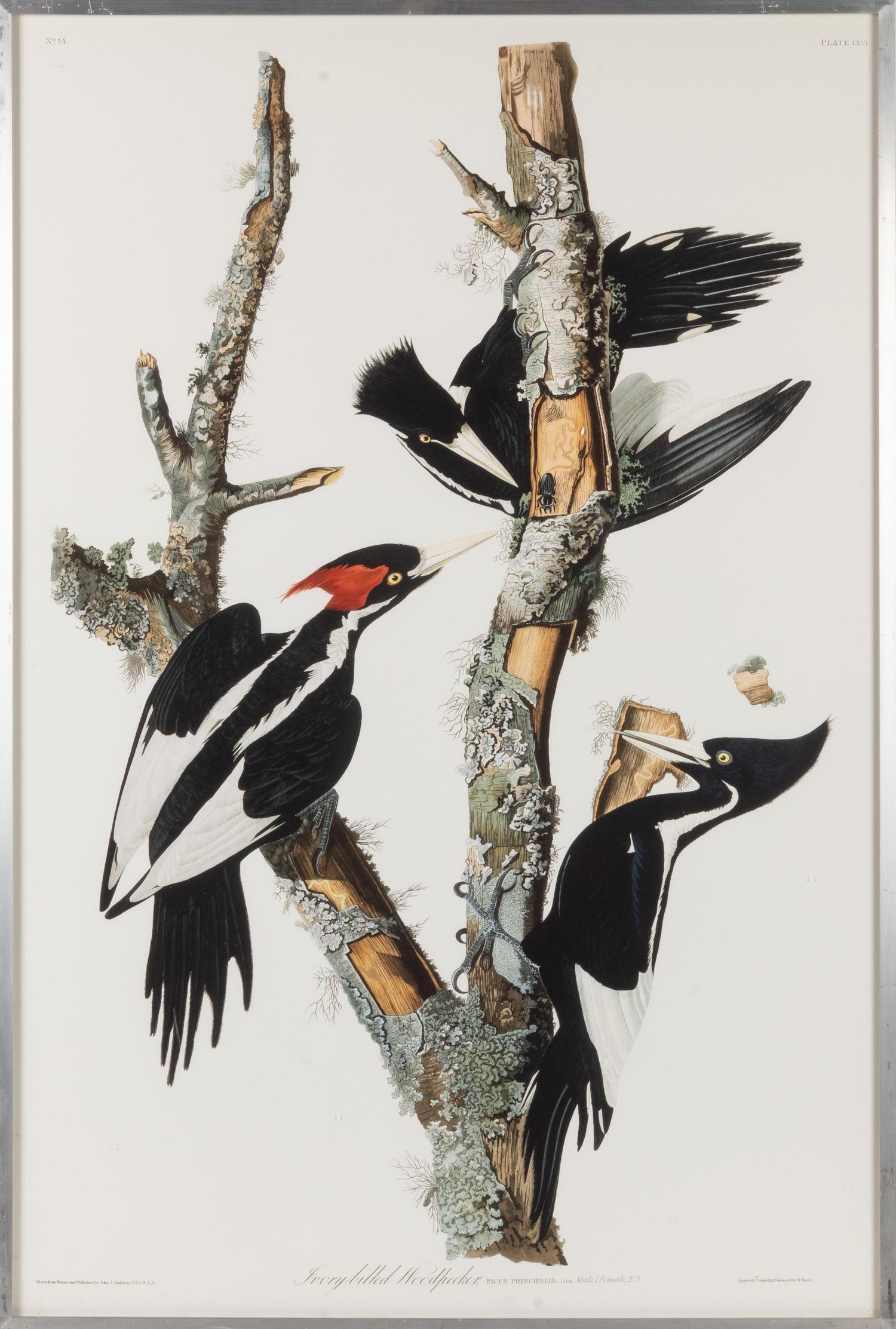 [NATURAL HISTORY] (AUDUBON, John James, after)