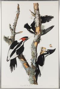[NATURAL HISTORY] (AUDUBON, John James, after)