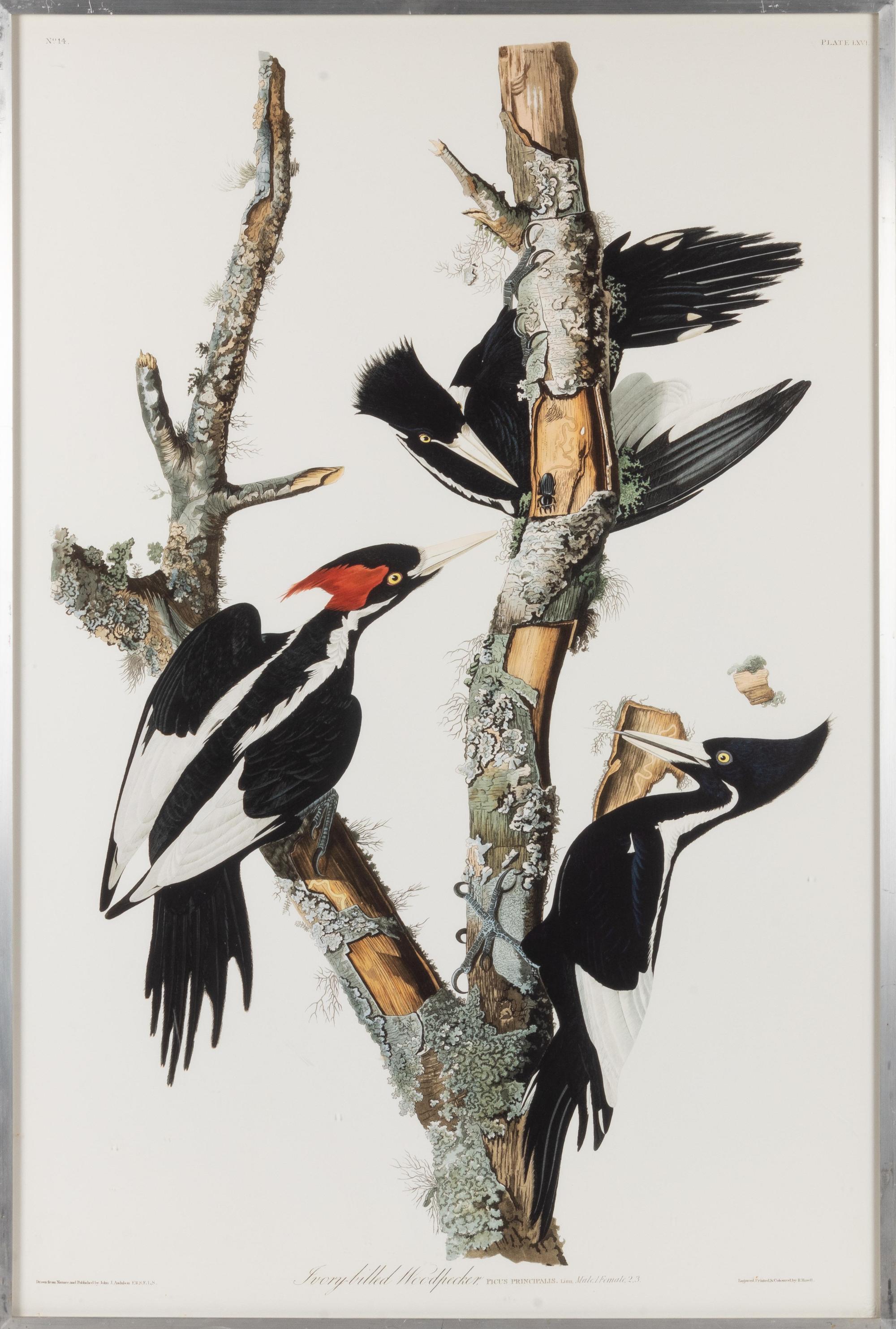 [NATURAL HISTORY] (AUDUBON, John James, after)