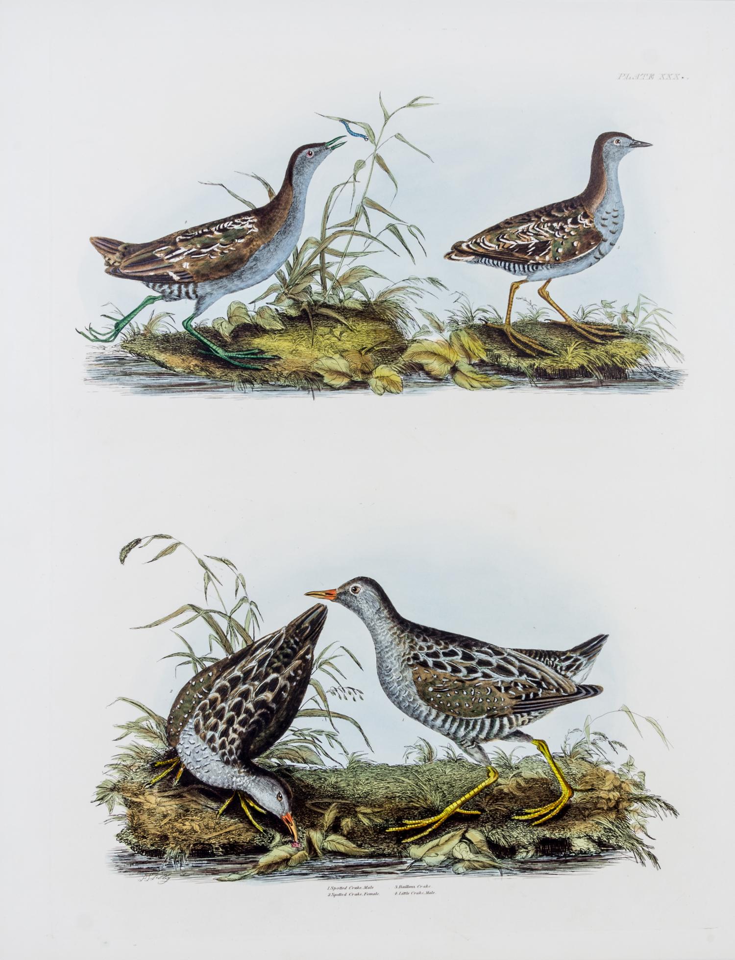 SELBY, PRIDEAUX JOHN. Group of two prints from The Illustrations of British Ornithology. London, 1841 (plate volumes).