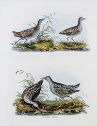 SELBY, PRIDEAUX JOHN. Group of two prints from The Illustrations of British Ornithology. London, 1841 (plate volumes).