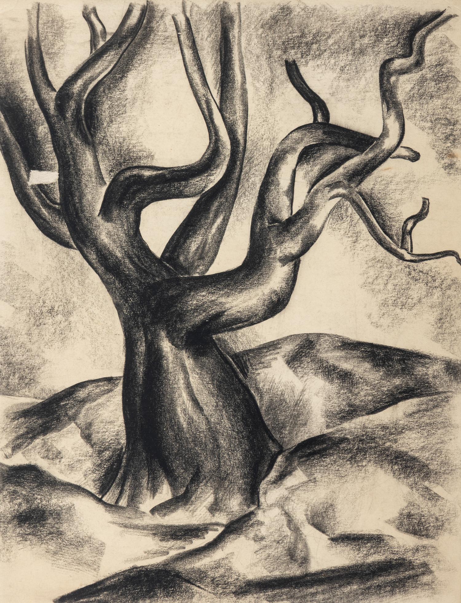 Gnarled Tree, c. 1930's