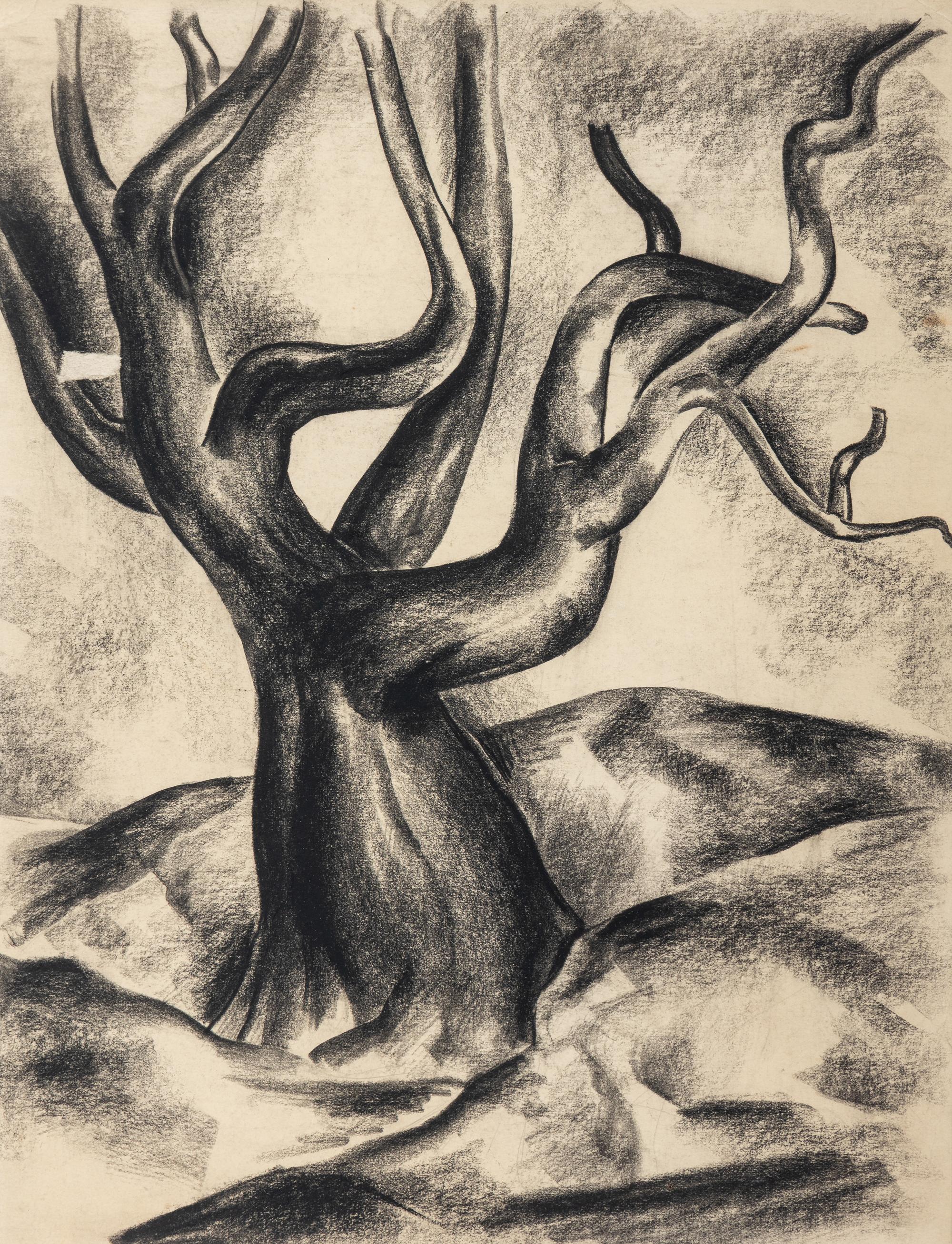 Gnarled Tree, c. 1930's