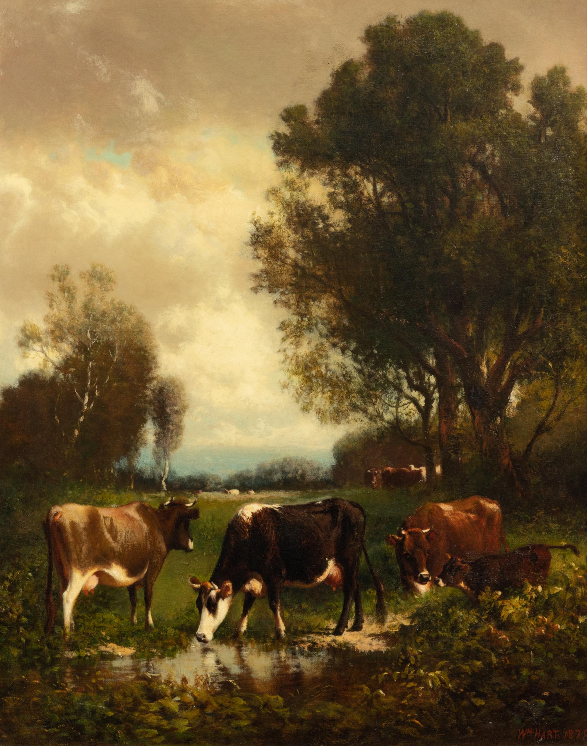 Grazing Cows