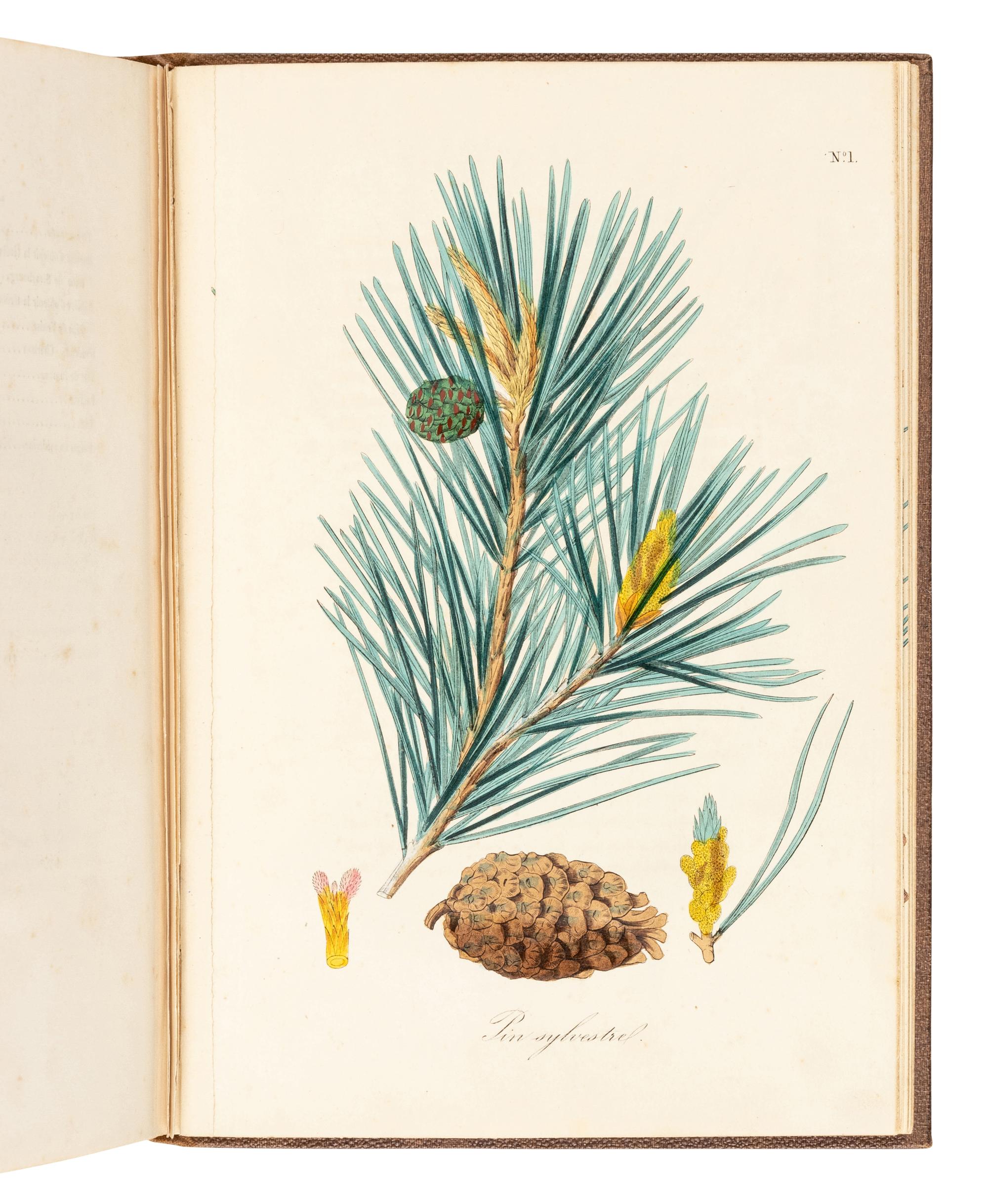 GIHOUL, Louis (1831-1854). Culture forestière des arbres résineux conifères . Brussels: Librairie de Deprez-Parent, 1847.