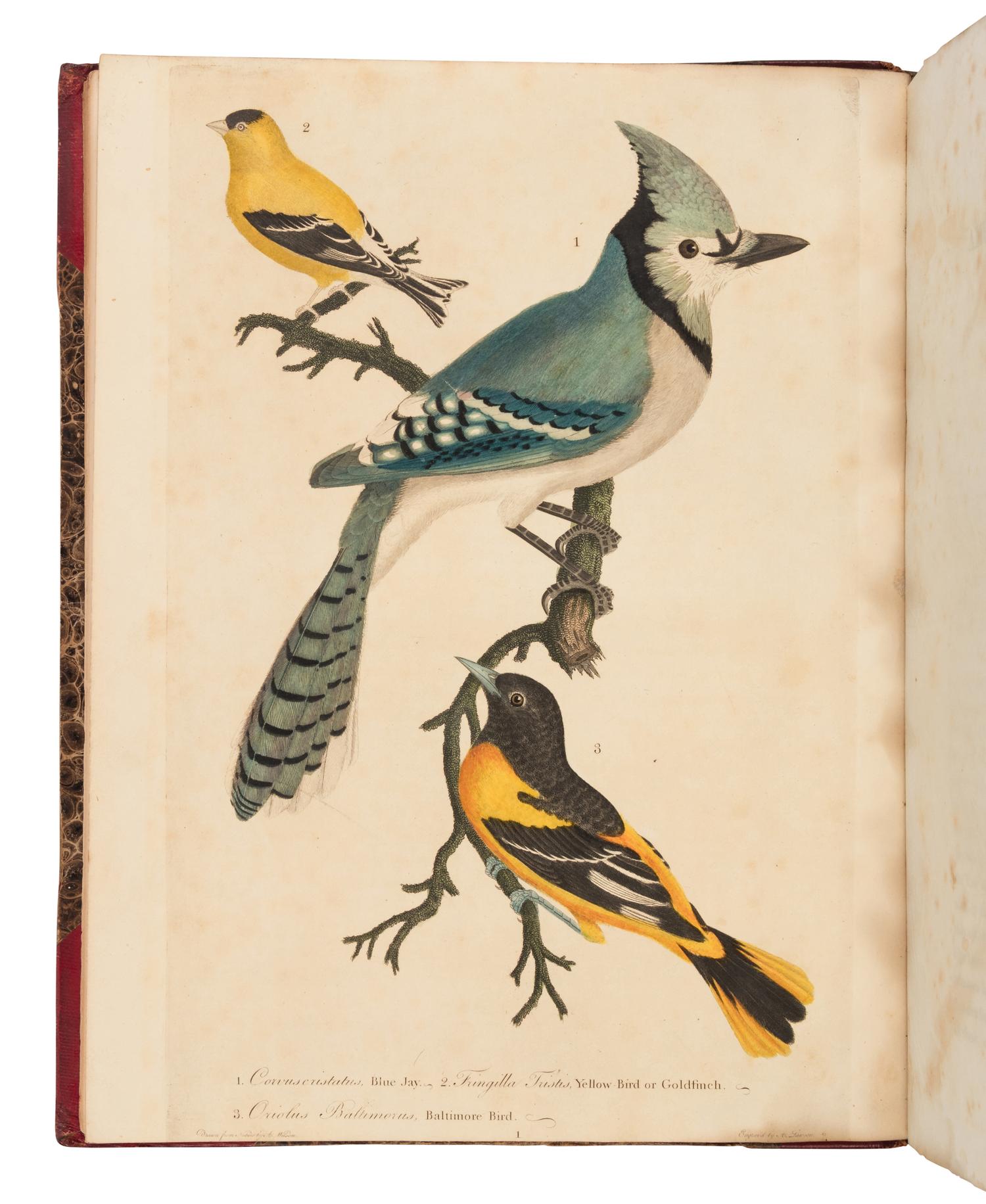 Wilson, Alexander. American Ornithology; or, The Natural History of the Birds of the United States . (With) Bonaparte, Charles Lucian. American Ornithology; Or, the Natural History of Birds Inhabiting the United States. Not Given by Wilson ...