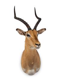A Shoulder Mount Taxidermy Impala
