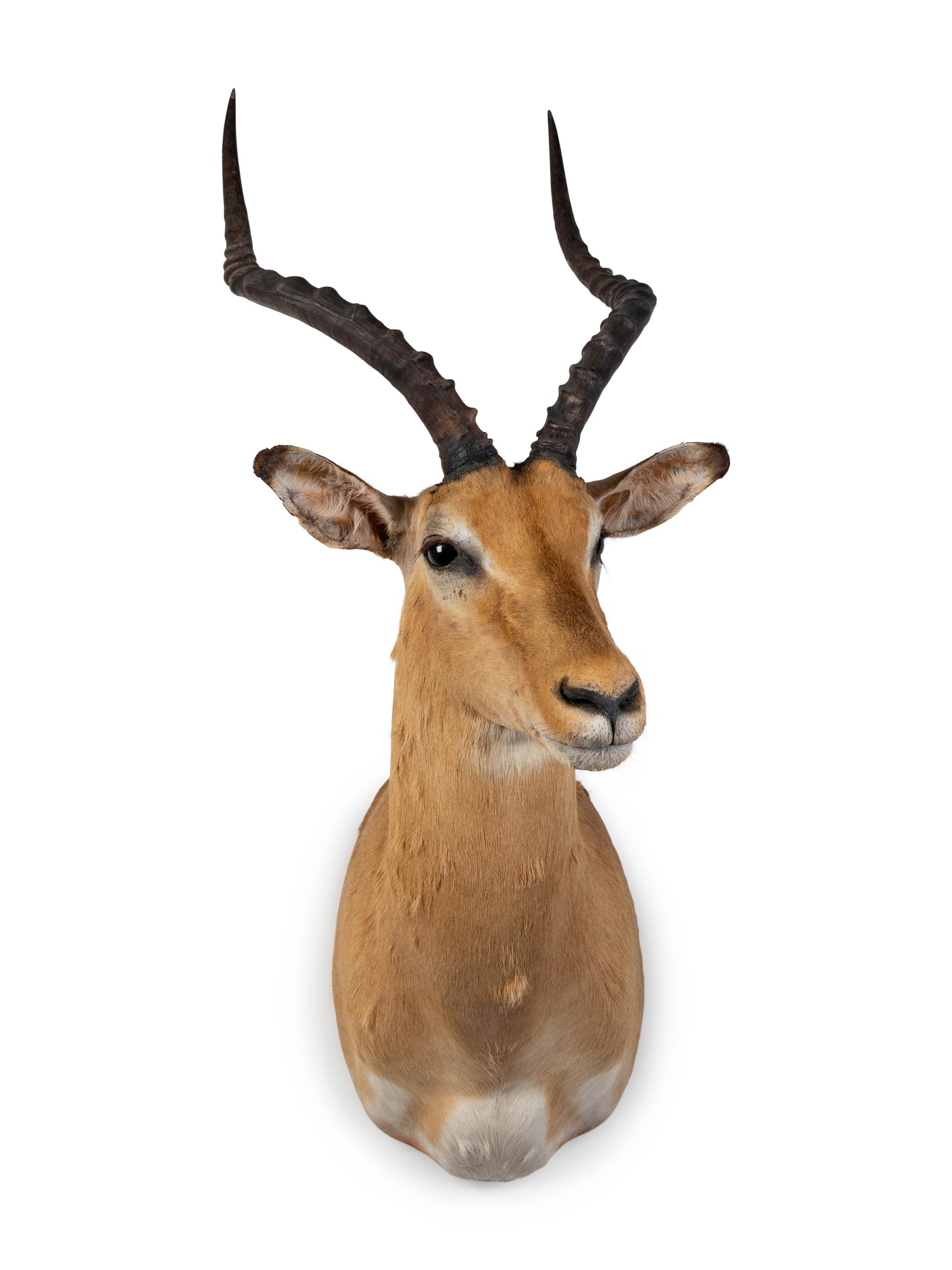 A Shoulder Mount Taxidermy Impala