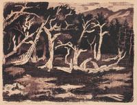 Dancing Trees- Mt Evans, Colorado , 1949