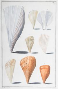 Nine Trowbridge Color Prints Depicting Sea Shells in Giltwood Frames — 20th Century