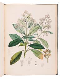 HOWARD, John Eliot (1807-1883). The Quinology of the East Indian Plantations . London: L. Reeve & Co.,, 1869-1876.