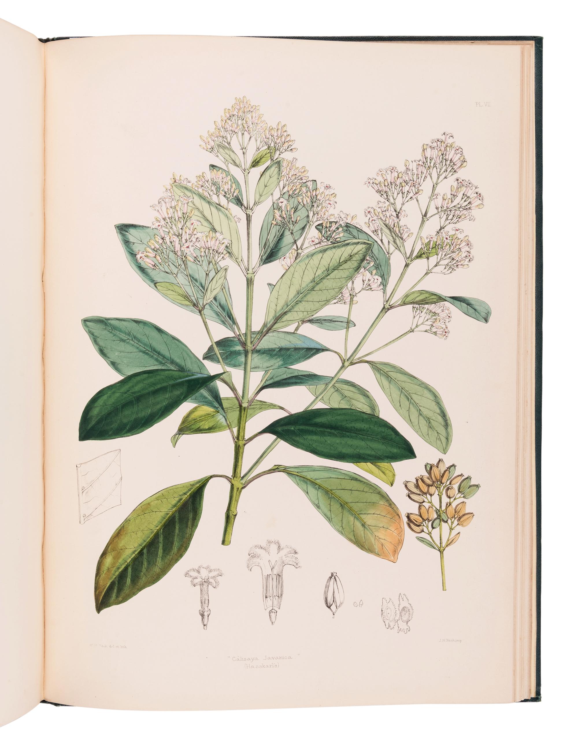 HOWARD, John Eliot (1807-1883). The Quinology of the East Indian Plantations . London: L. Reeve & Co.,, 1869-1876.