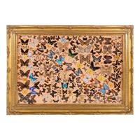 A Large Framed Lepidoptera Collection