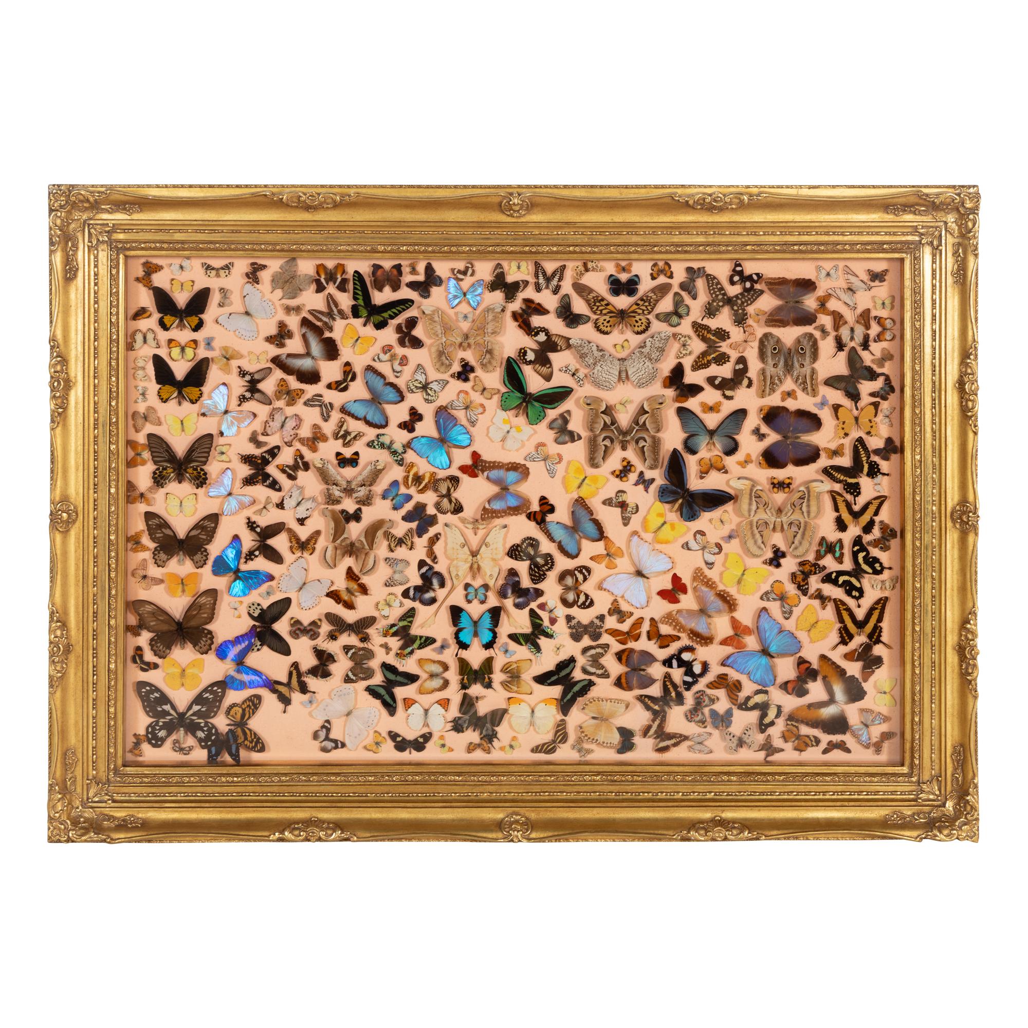 A Large Framed Lepidoptera Collection