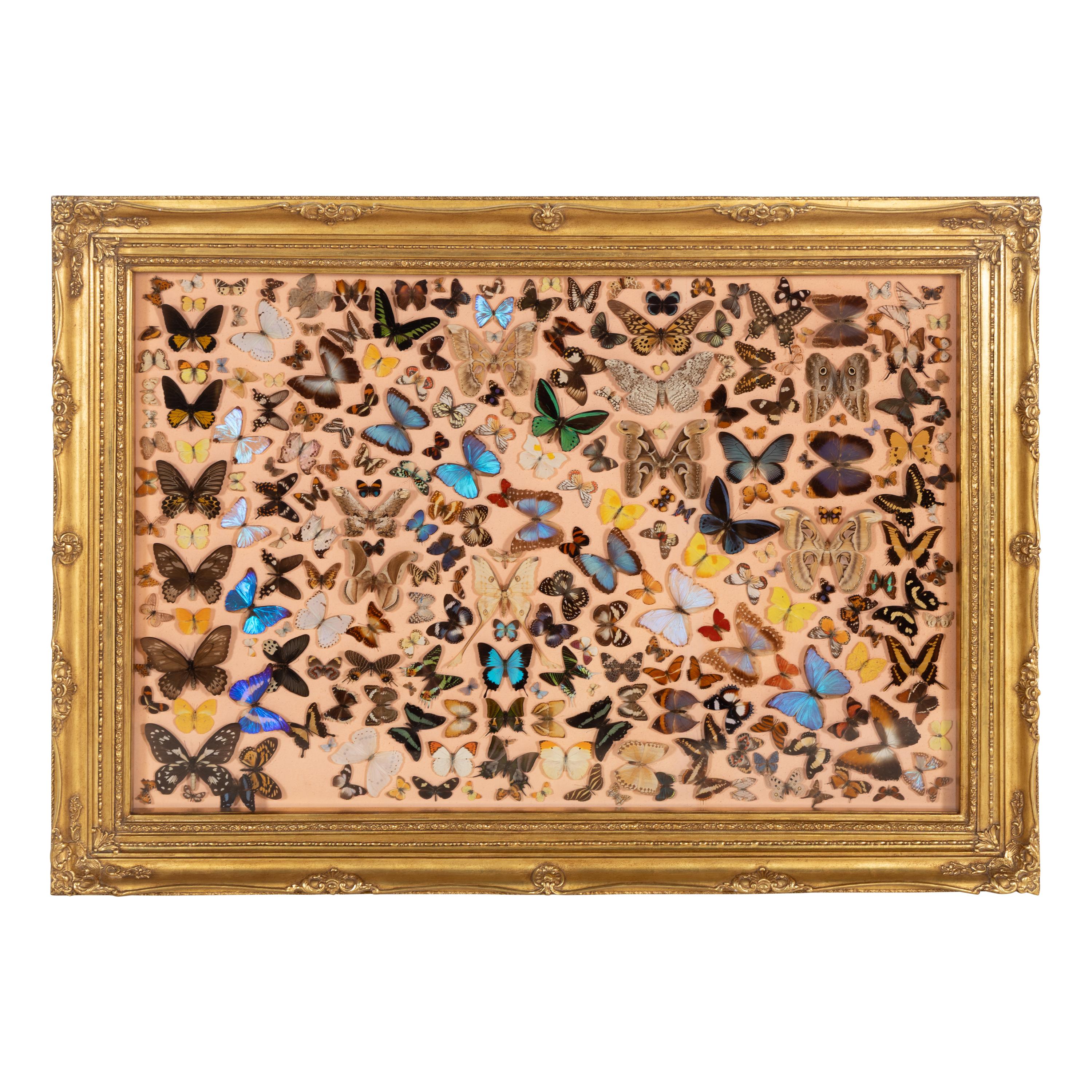 A Large Framed Lepidoptera Collection