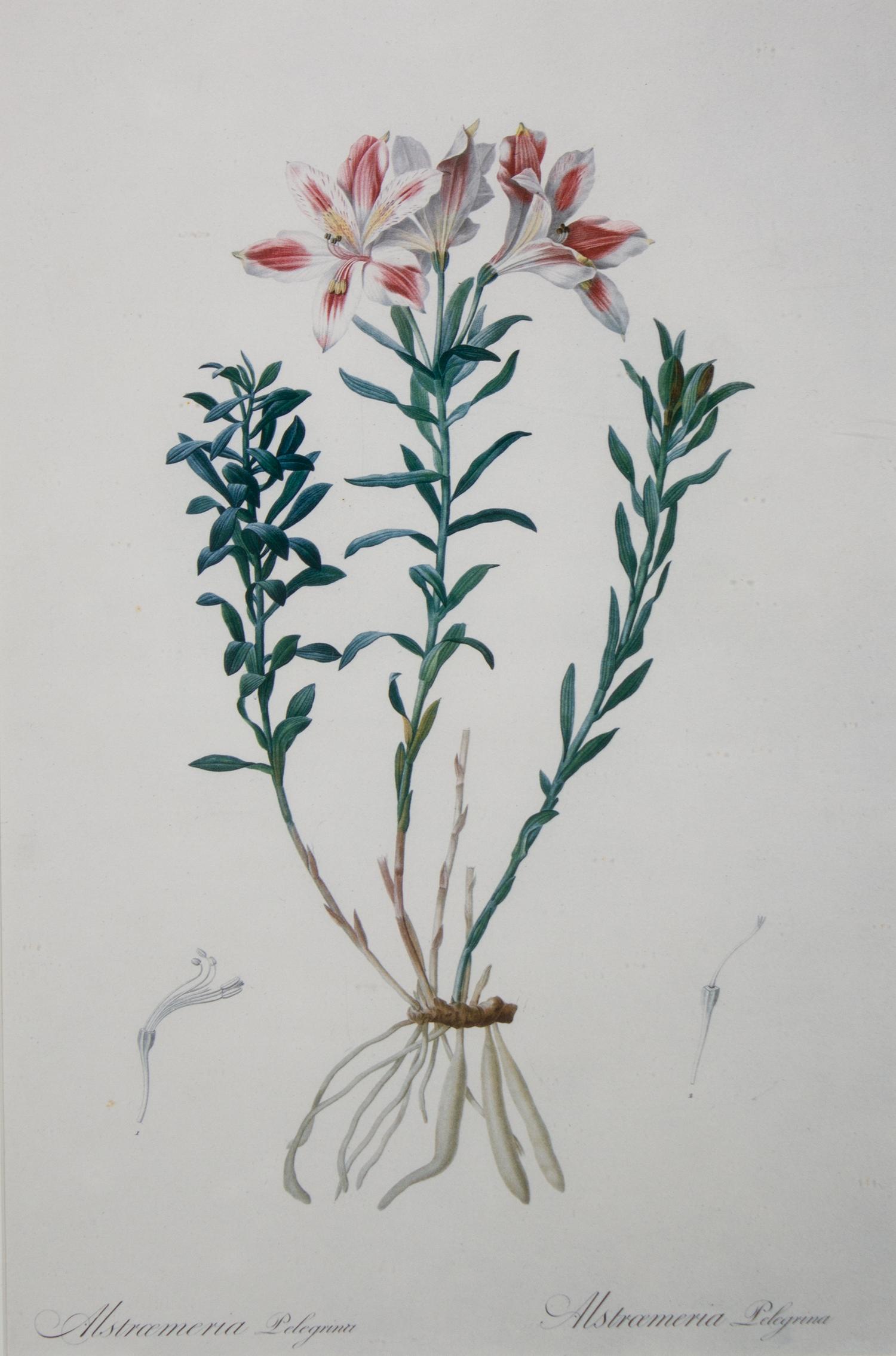Alstroemeria Pelegrina [Pelegrinan Incan Lily]