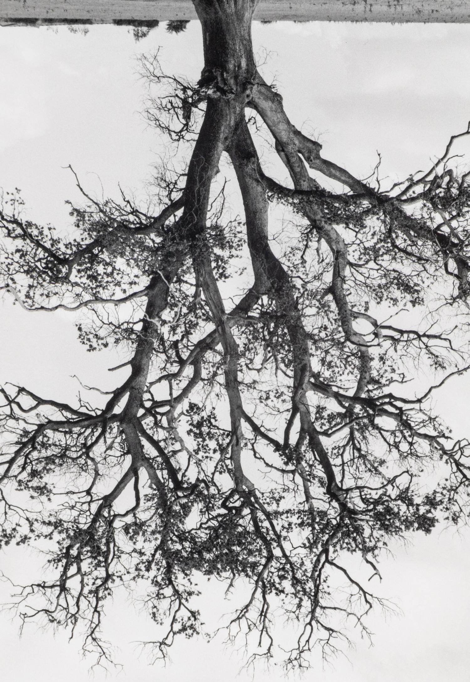 Rodney Graham (1949-2022) Oxfordshire Oak, Banford, Fall, 1990