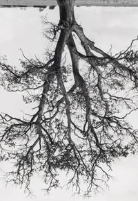 Rodney Graham (1949-2022) Oxfordshire Oak, Banford, Fall, 1990