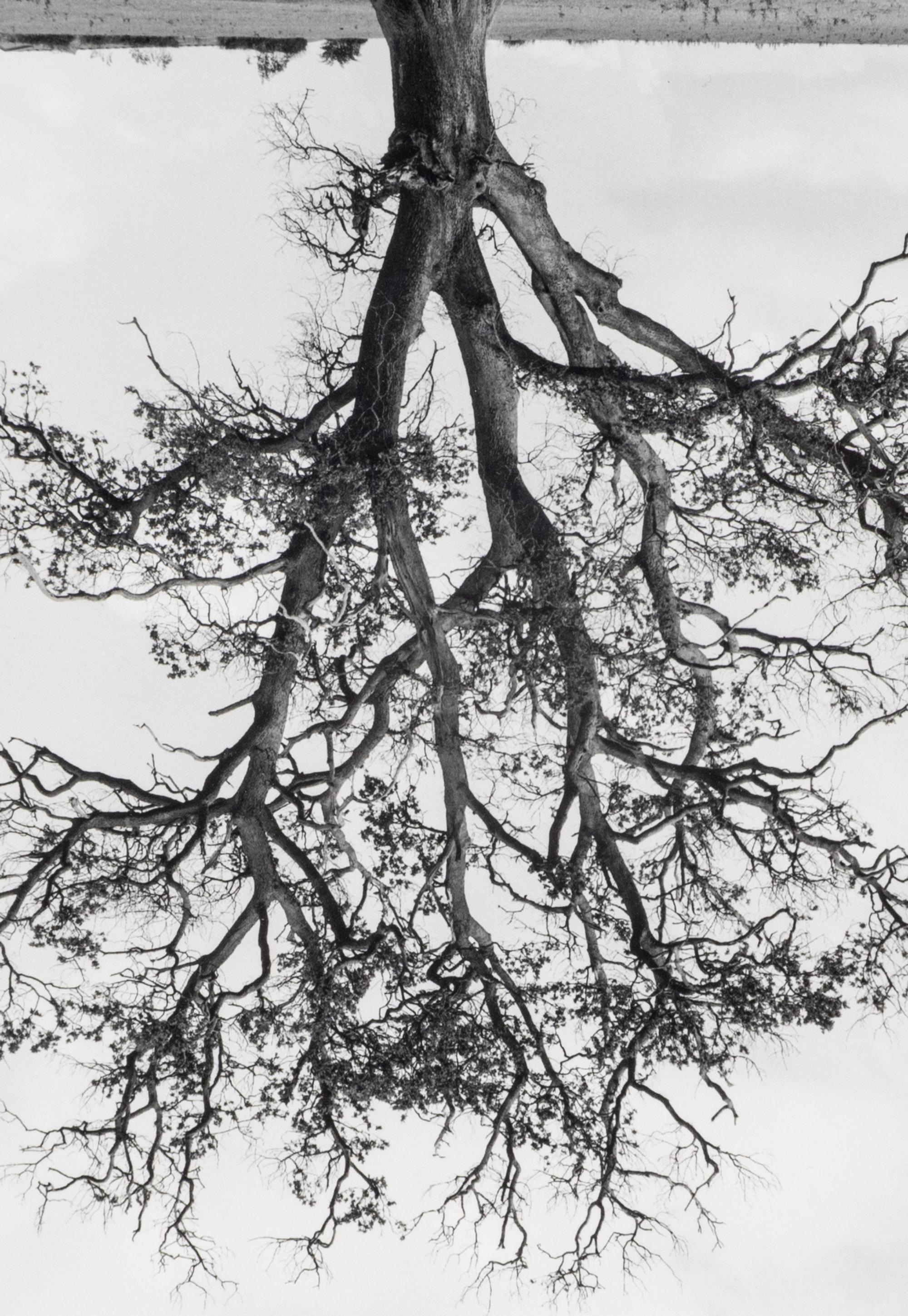 Rodney Graham (1949-2022) Oxfordshire Oak, Banford, Fall, 1990
