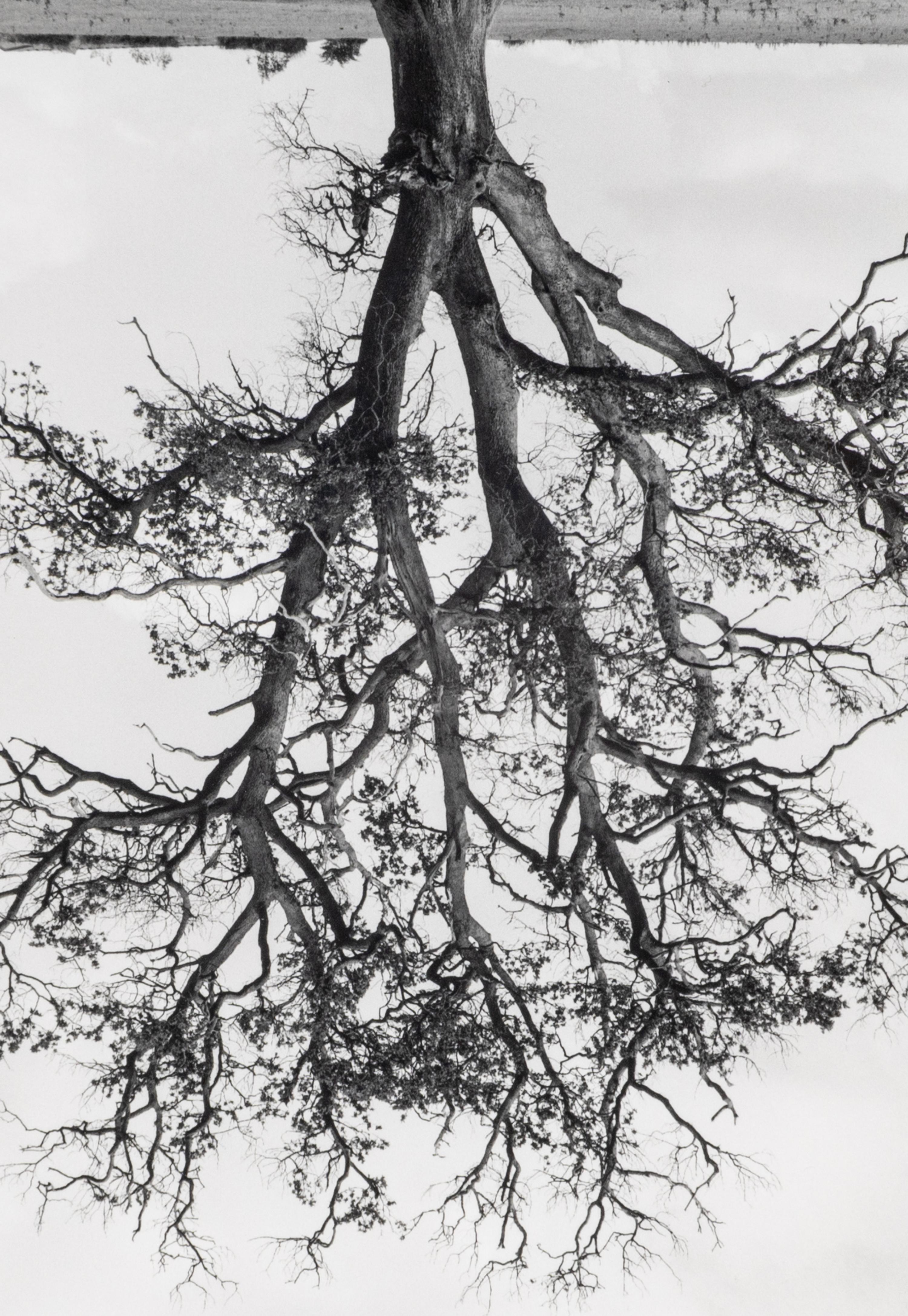 Rodney Graham (1949-2022) Oxfordshire Oak, Banford, Fall, 1990
