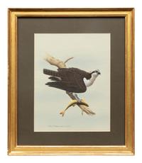 Group of Nine Works, American Bird Series, 1988