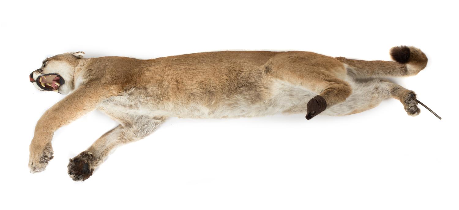 A Full Body Mountain Lion Mount